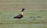 Australian Shelduck